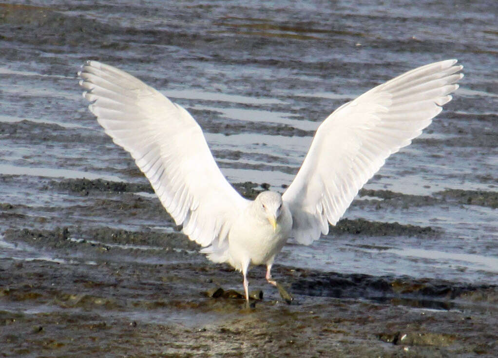 Image of Glaucous-winged Gull