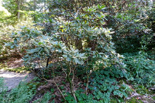 Image of Rhododendron adenosum Davidian