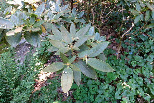 صورة Rhododendron adenosum Davidian