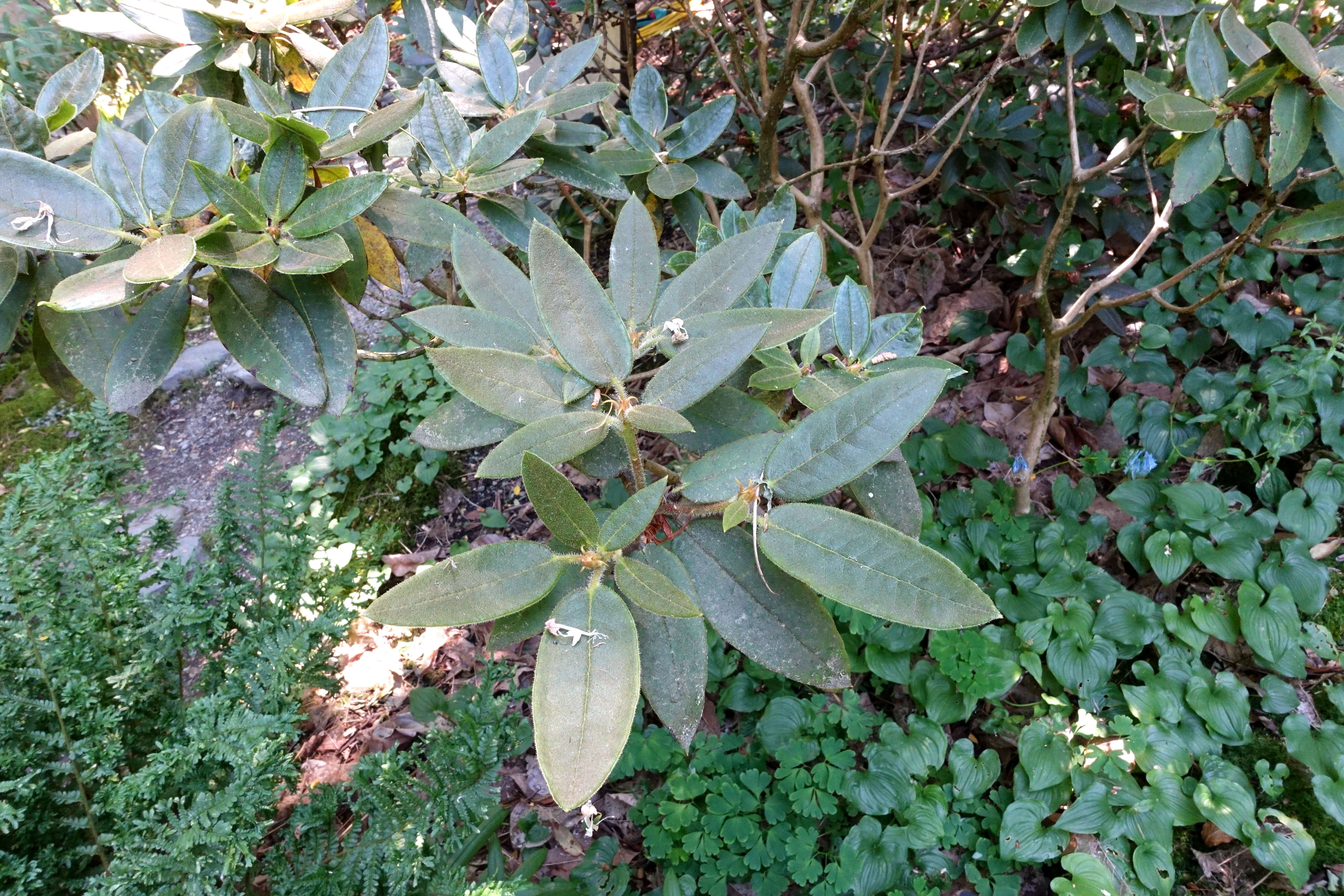 صورة Rhododendron adenosum Davidian