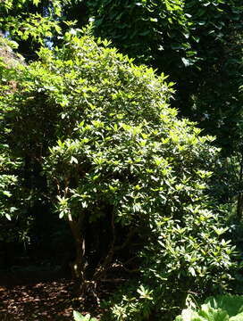 Image of Rhododendron coriaceum Franch.