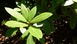 Image of Rhododendron coriaceum Franch.