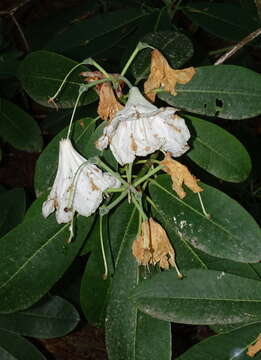 صورة Rhododendron hemsleyanum E. H. Wilson