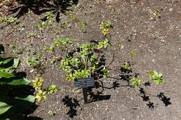 Imagem de Rhododendron keysii Nutt.