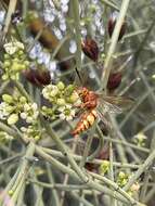 Image de Sphecius grandis (Say 1823)