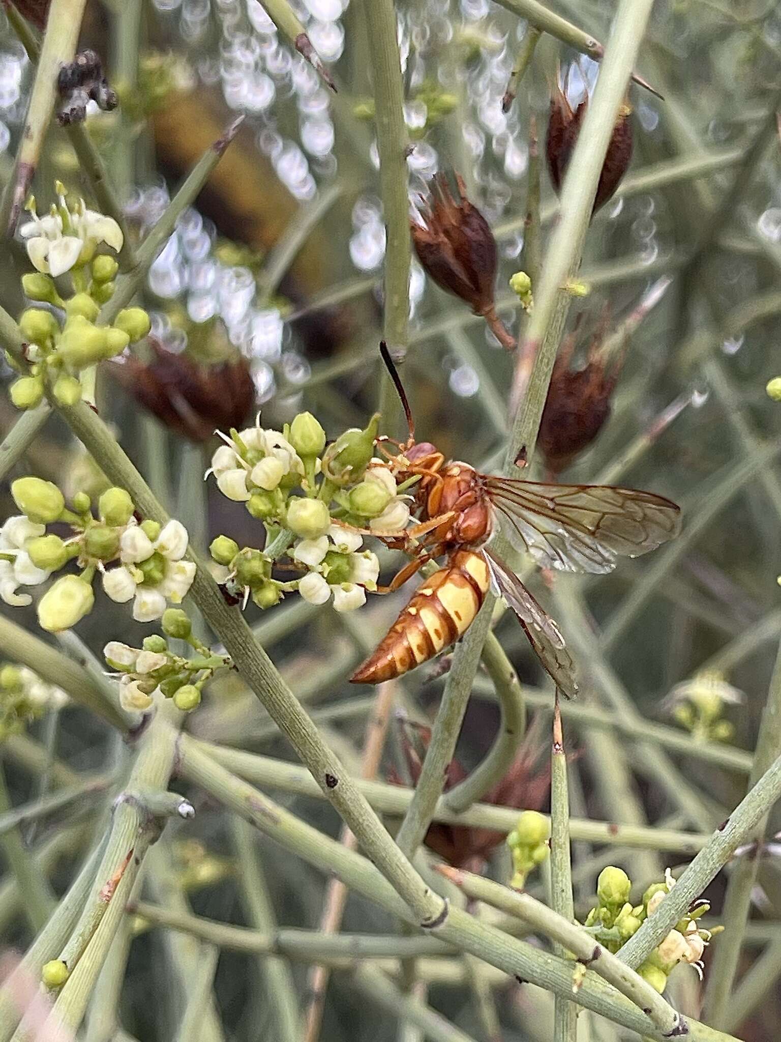 Image of Western Cicada Killer