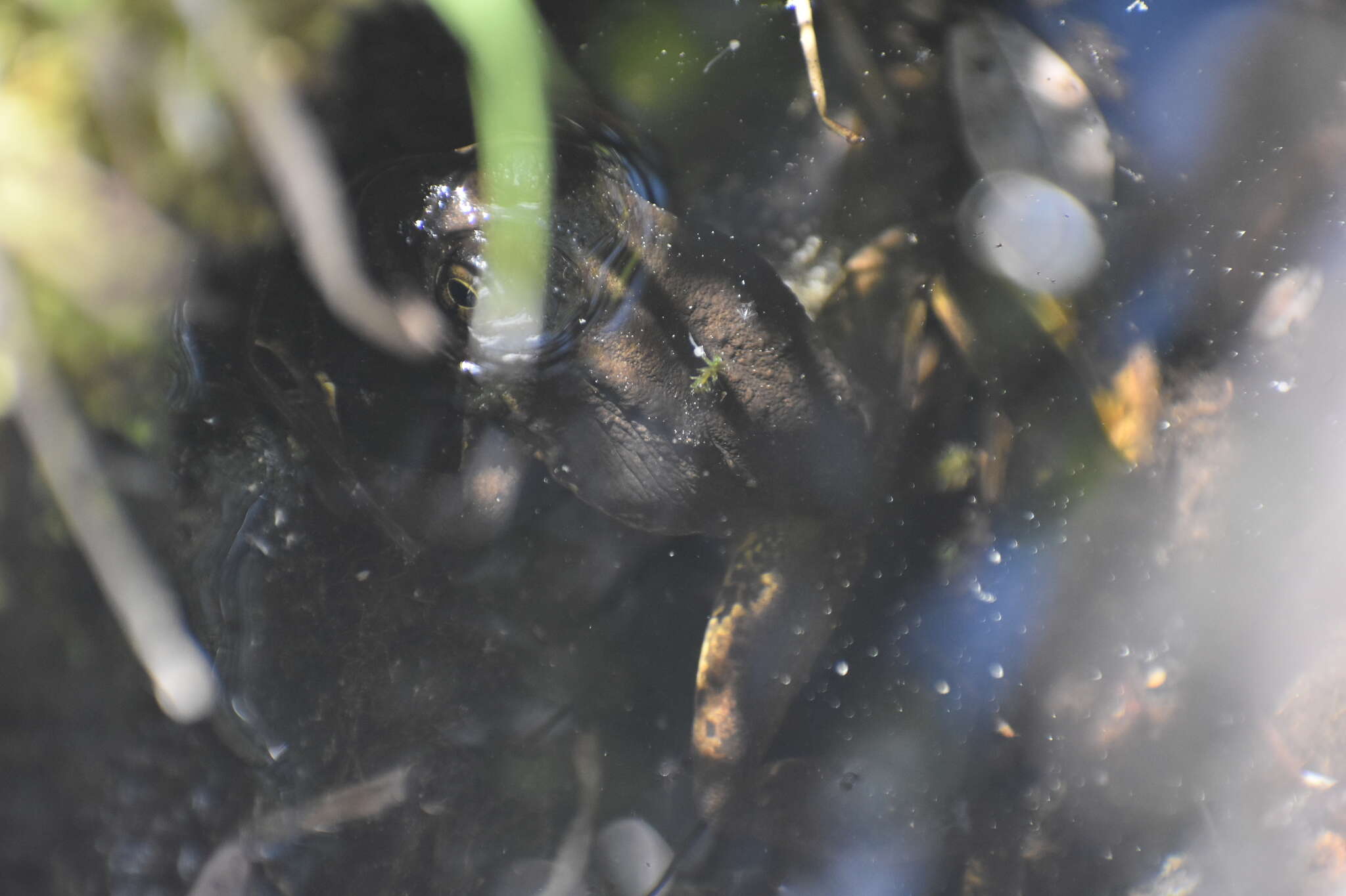 Image of Sierra Nevada Yellow-legged Frog