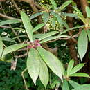 Image of Rhododendron strigillosum Franch.