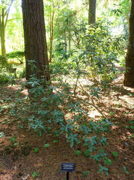 Imagem de Rhododendron xanthocodon Hutchinson