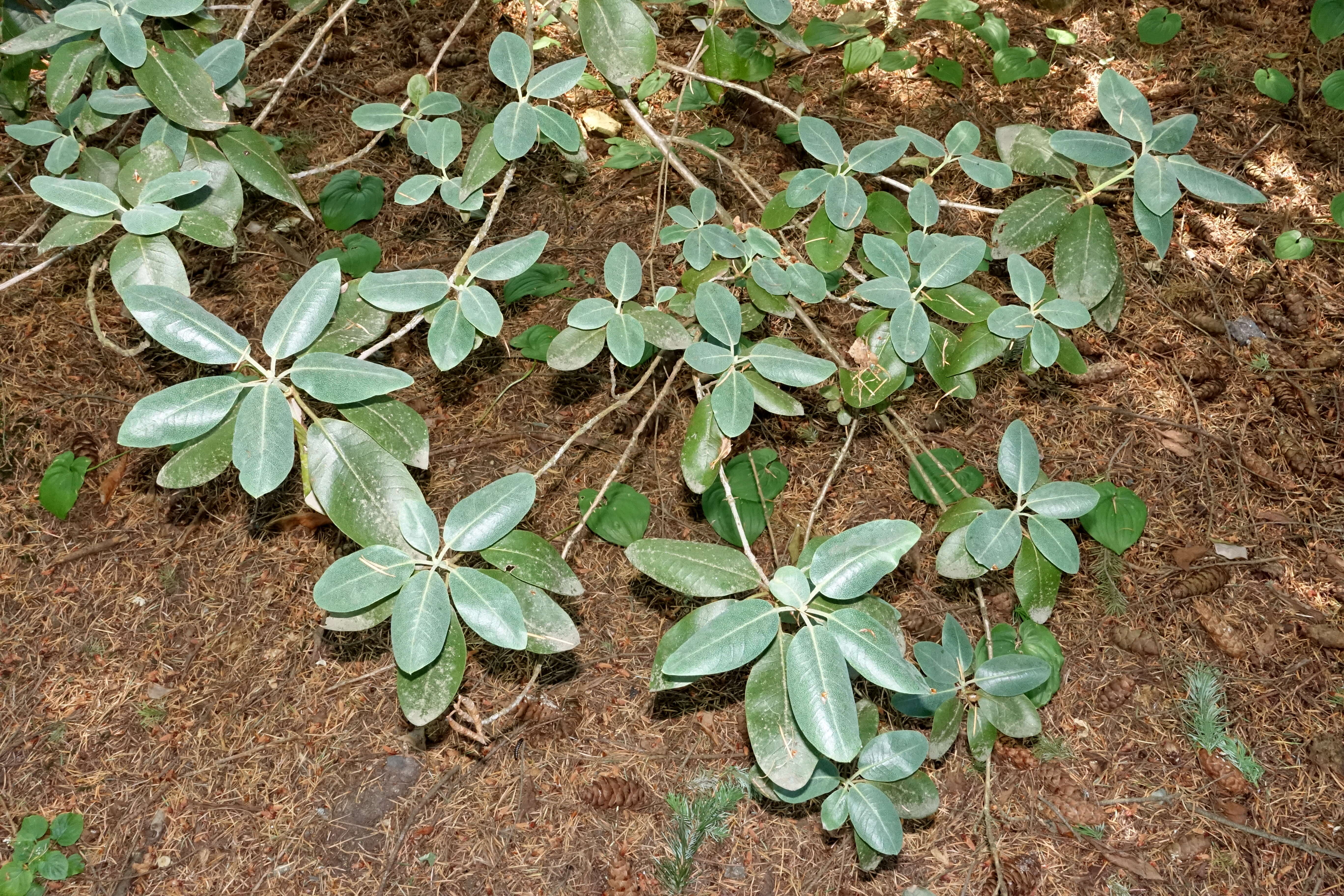 صورة Rhododendron xanthocodon Hutchinson