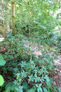 Imagem de Rhododendron xanthocodon Hutchinson