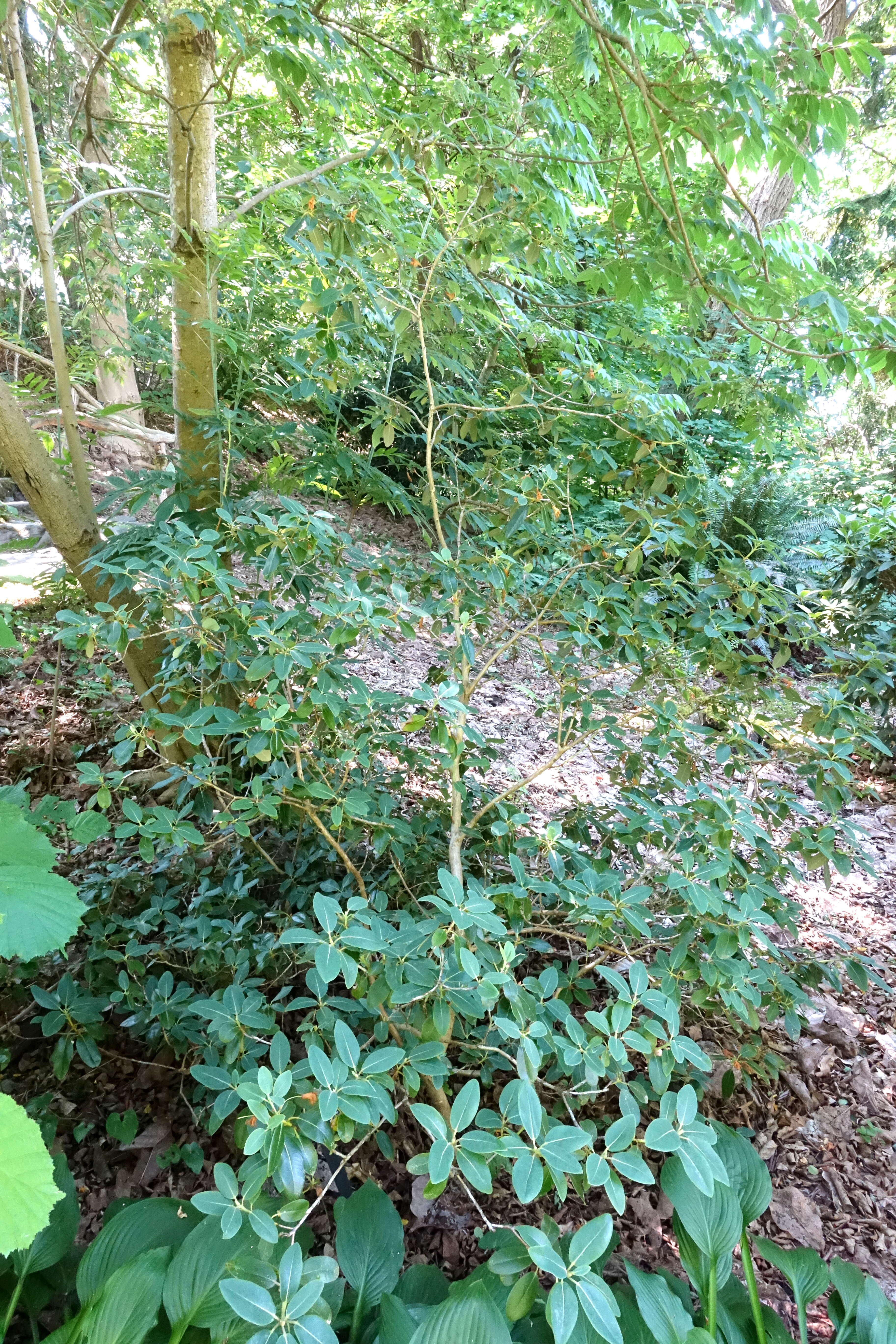 صورة Rhododendron xanthocodon Hutchinson