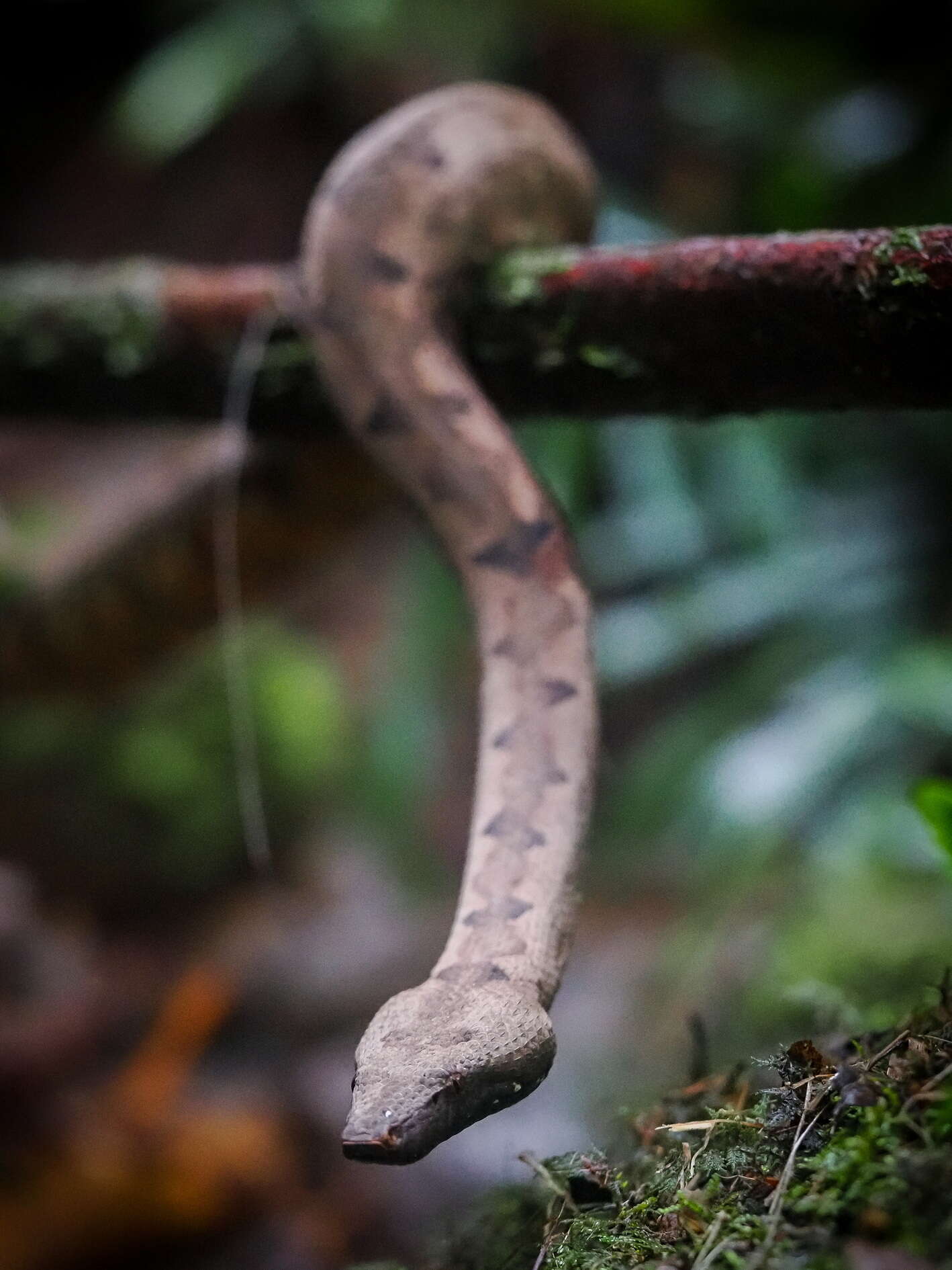 Image of Solomon Island Ground boa