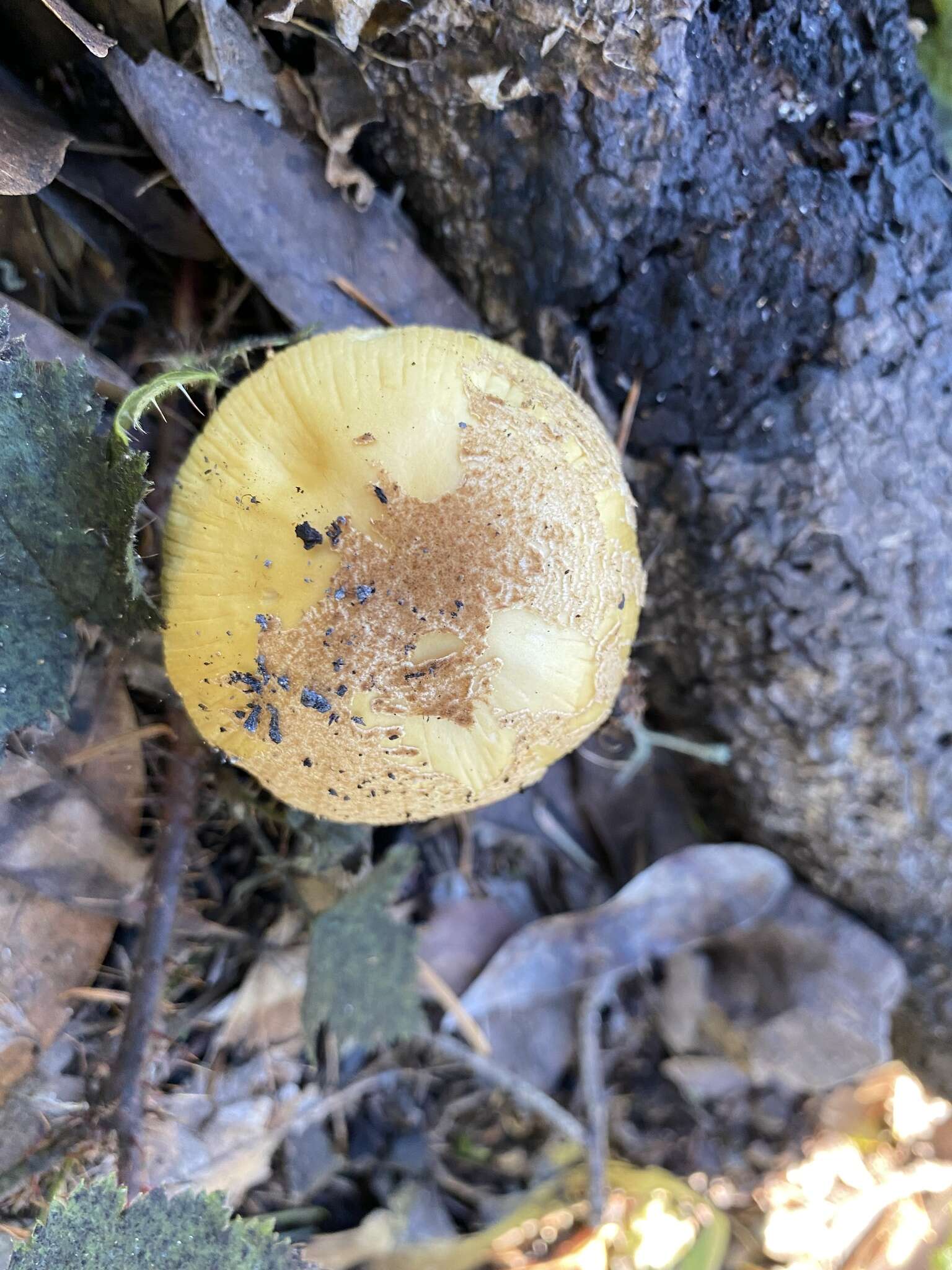 Image of Coprinellus bipellis (Romagn.) P. Roux, Guy García & Borgarino 2006