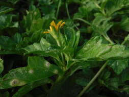 Image of slender creeping-oxeye