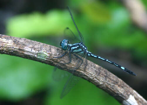 Image of Hylaeothemis apicalis