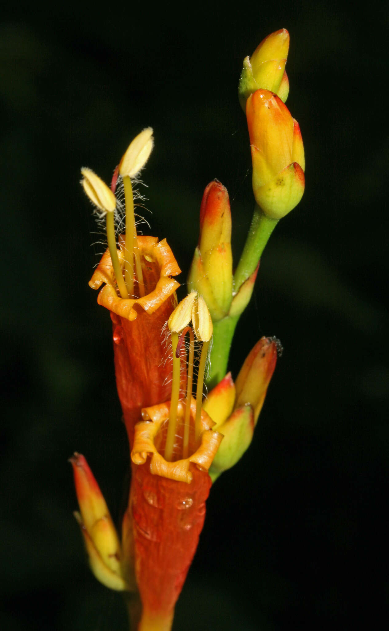 Sanchezia tigrina Leonard resmi