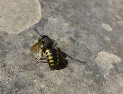 Image de Anthidium florentinum (Fabricius 1775)