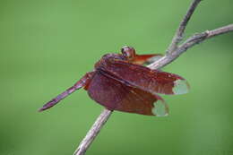 Image of Black Stream Glider