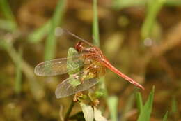 Image of Neurothemis intermedia (Rambur 1842)