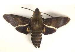 Image de Macroglossum micacea Walker 1856