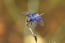 Слика од Rhyothemis triangularis Kirby 1889