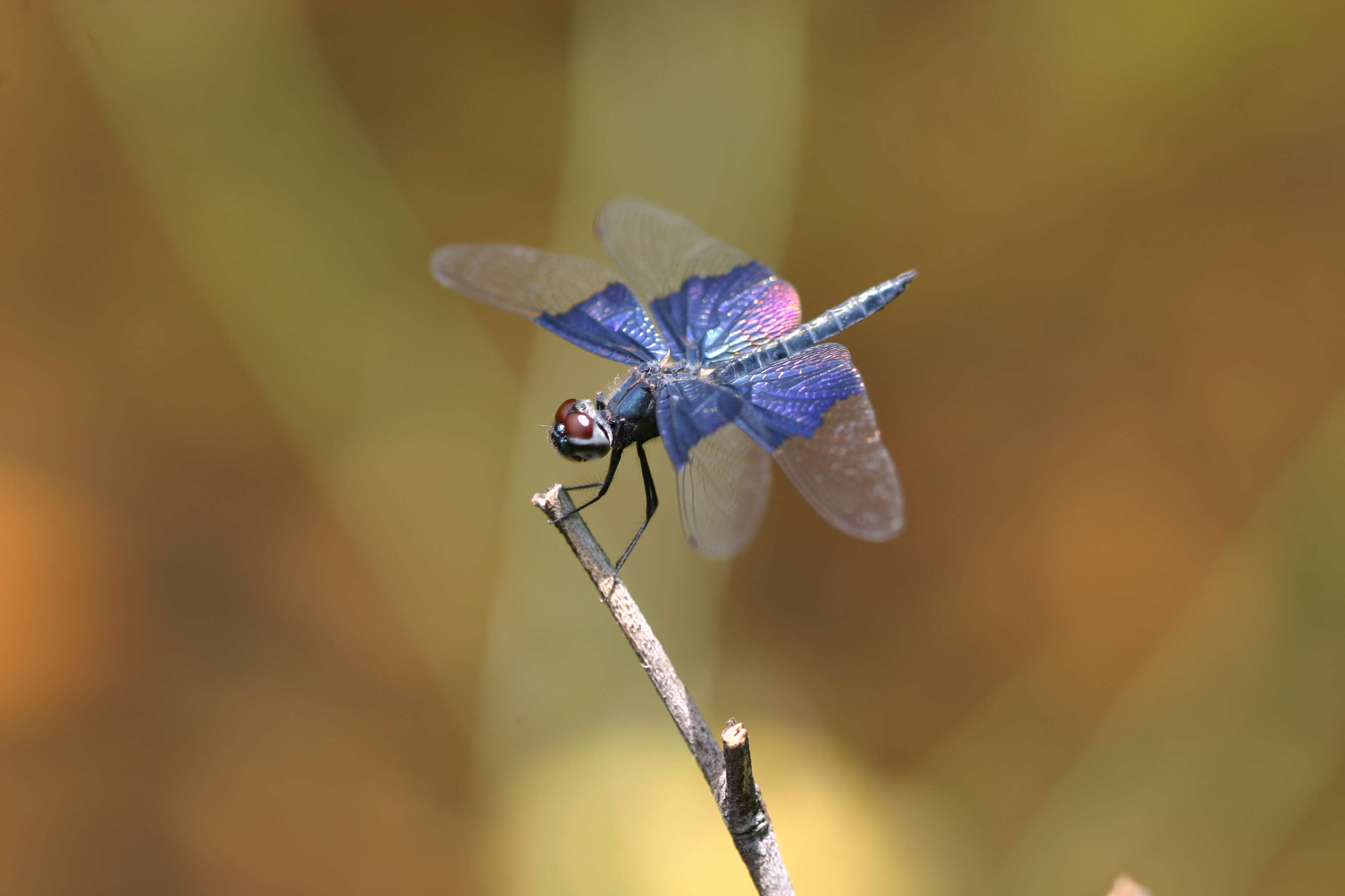 Слика од Rhyothemis triangularis Kirby 1889