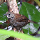 Image of Grey-bellied Antbird