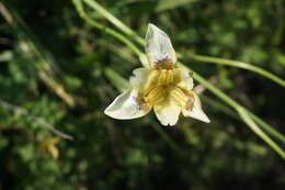 Image of Iris dichotoma Pall.