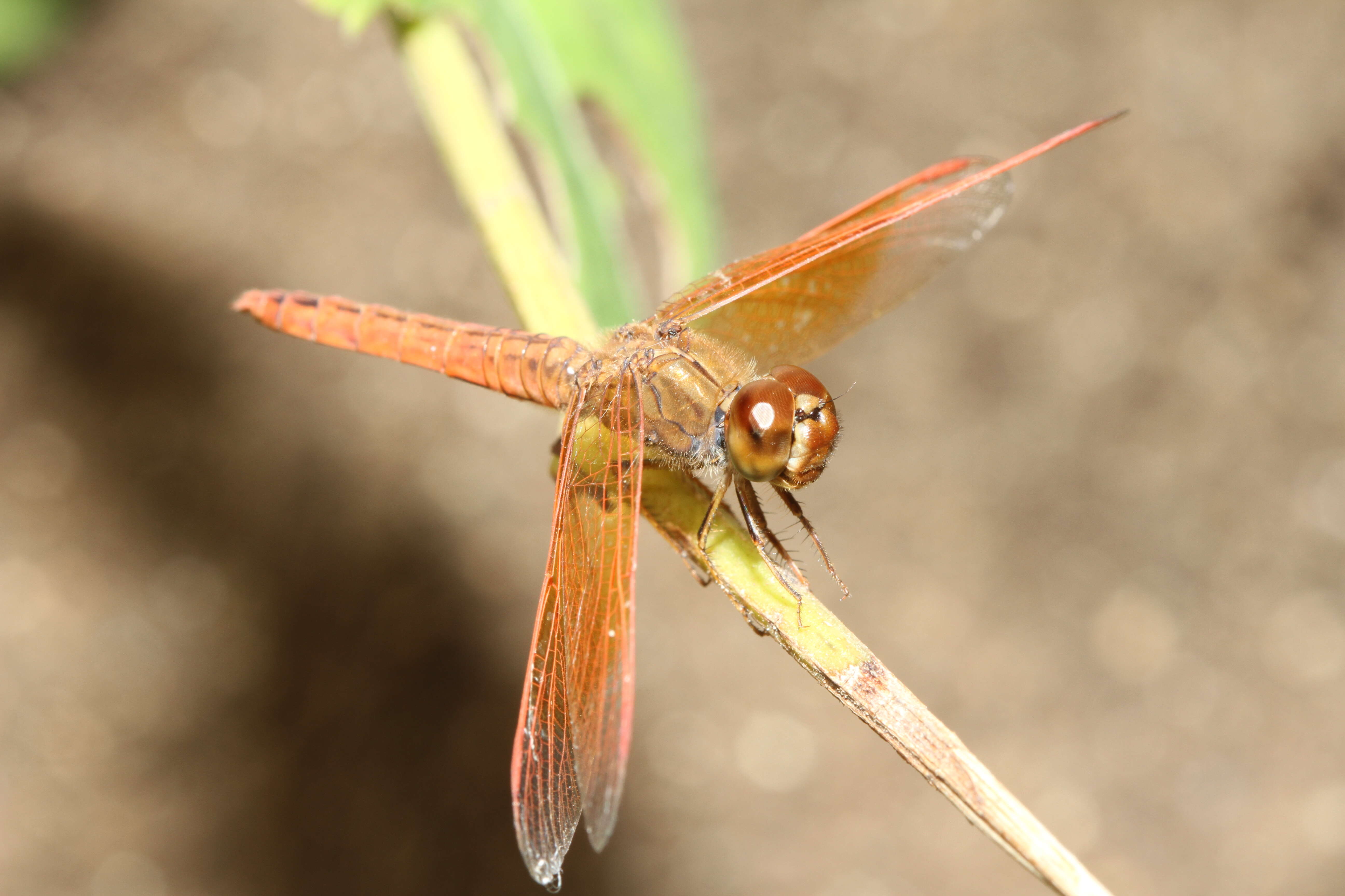 Image of Ditch Jewel