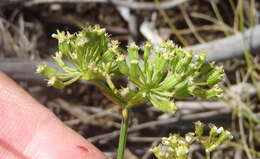 Itasina filifolia (Thunb.) Raf. resmi