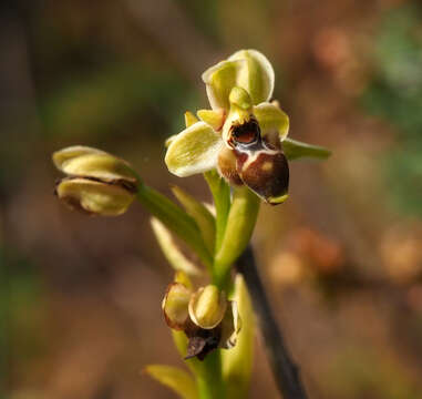 Image of Ophrys umbilicata Desf.