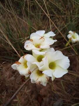 صورة Odontadenia lutea (Vell. Conc.) Markgr.