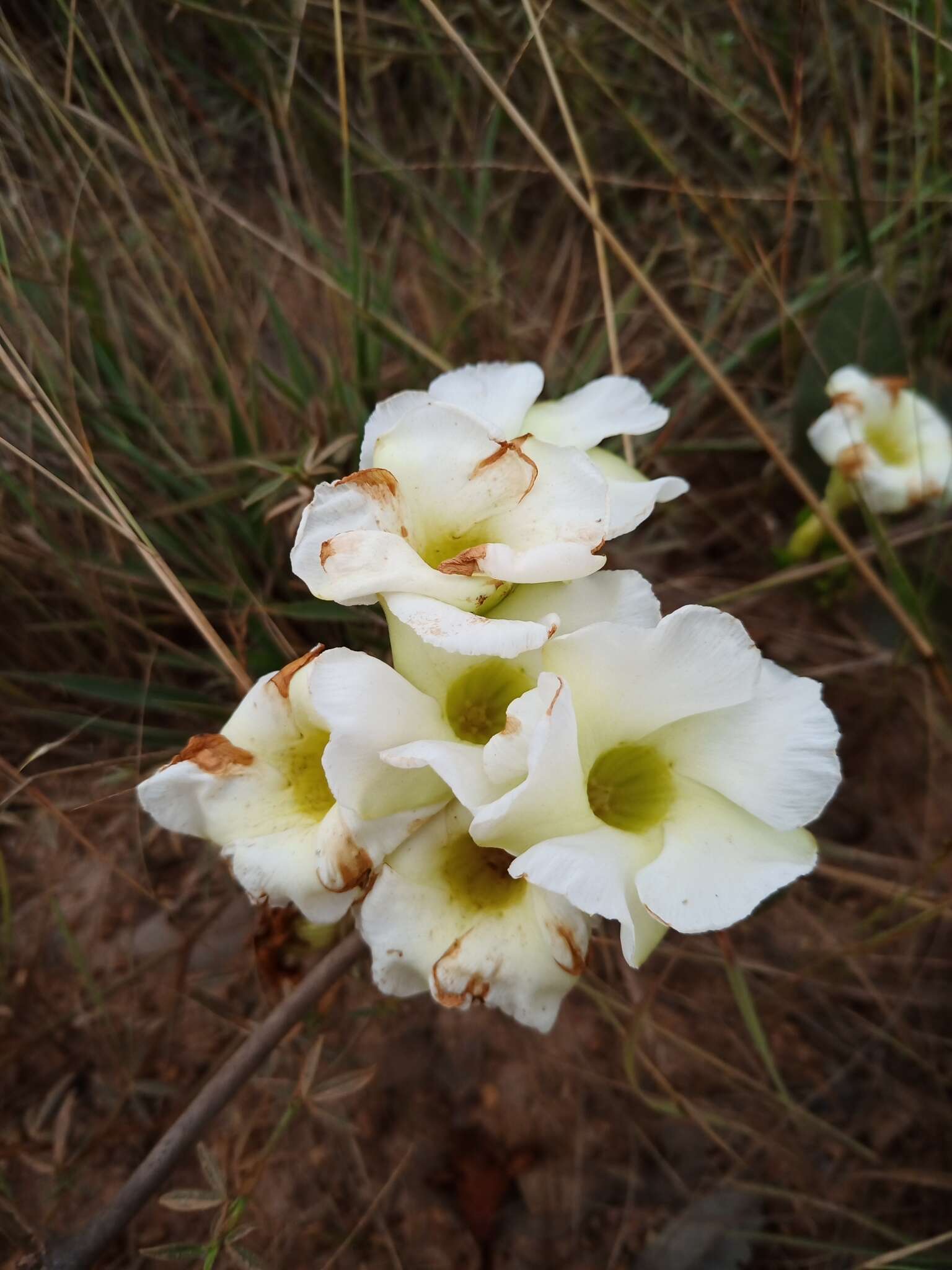 Imagem de Odontadenia lutea (Vell. Conc.) Markgr.