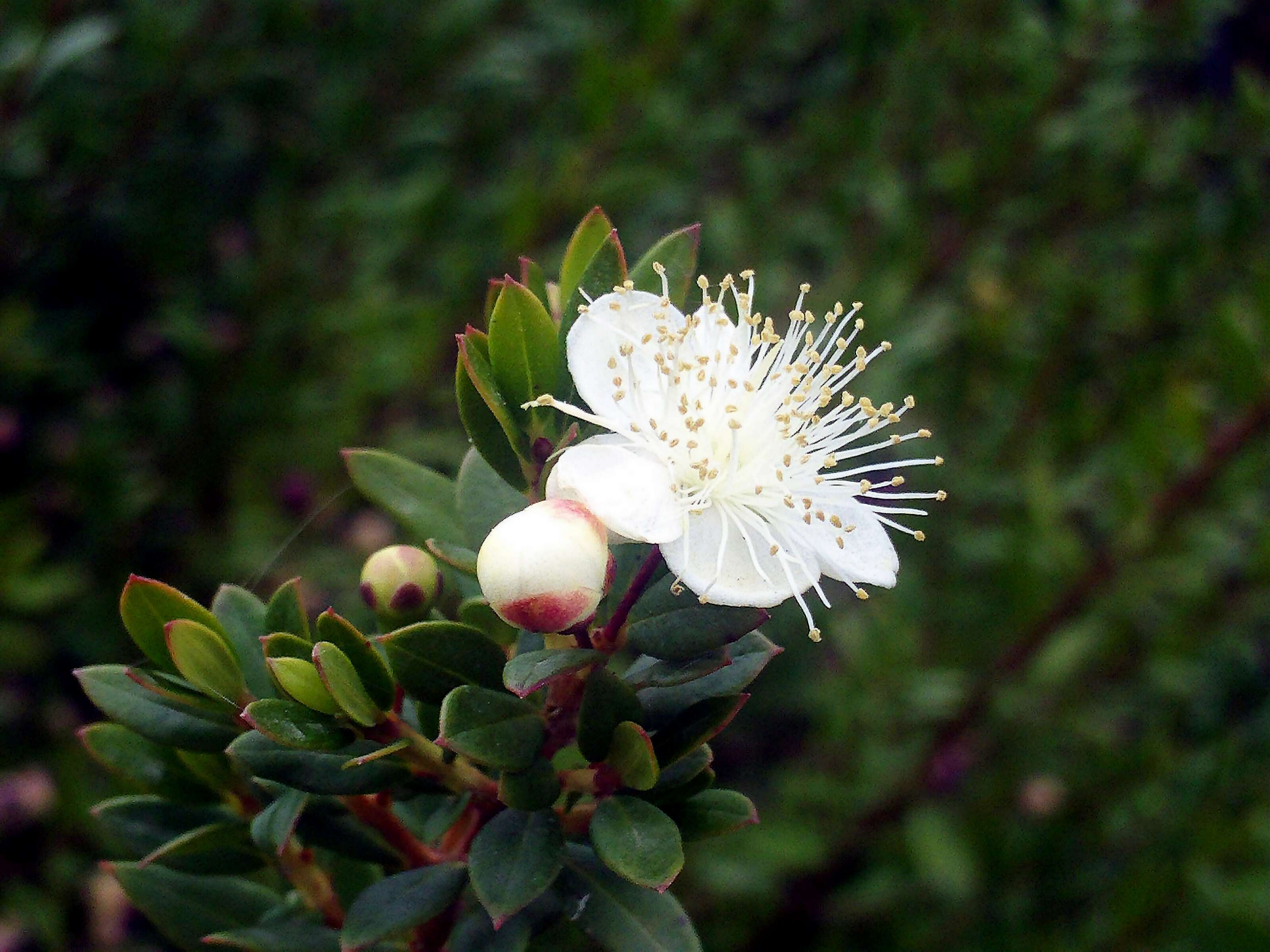 Image de Myrtus communis L.