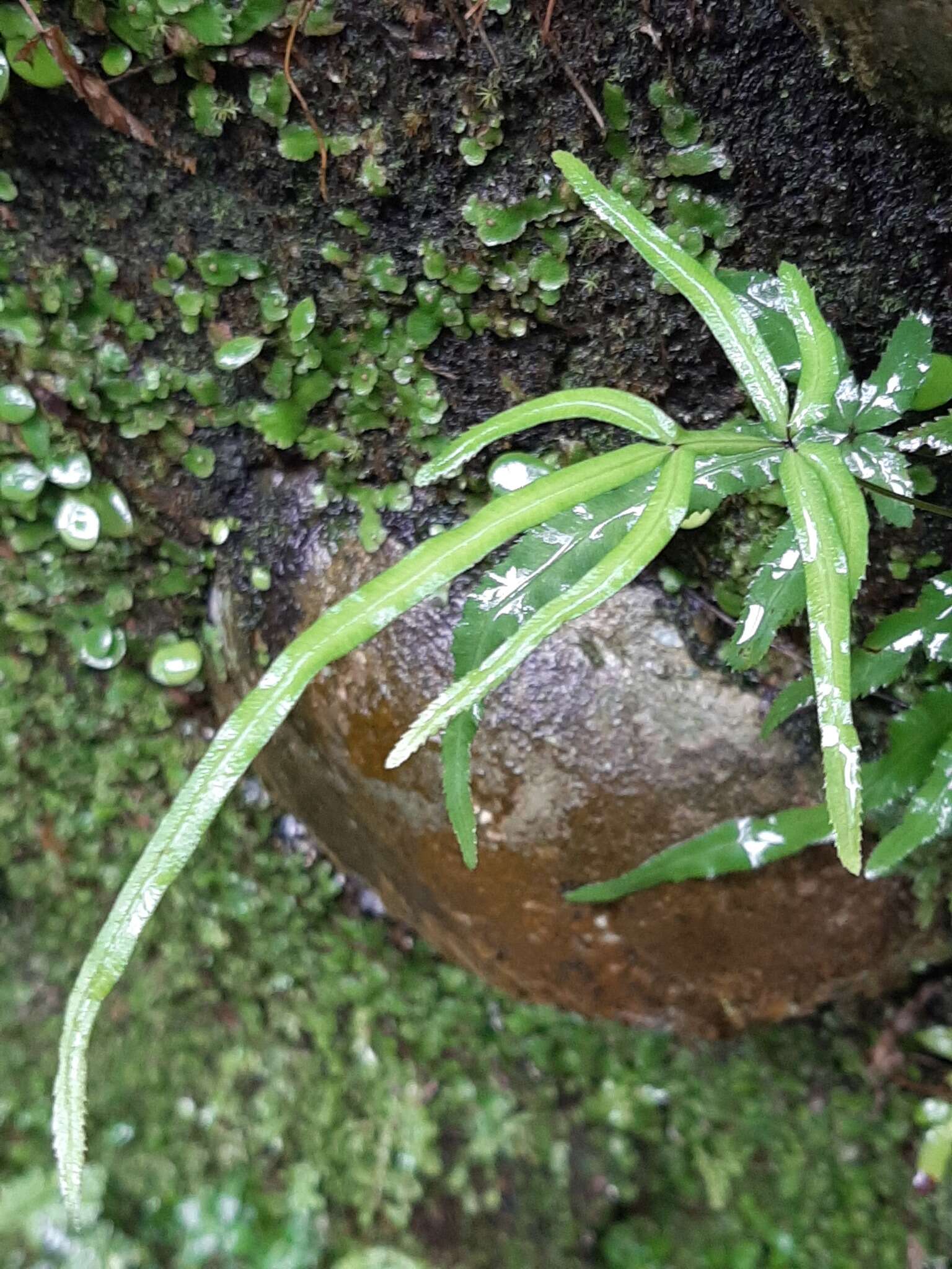 Image of Pteris ryukyuensis Tag.