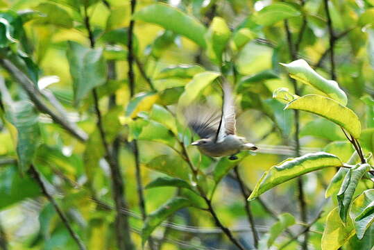 Image of Plain Flowerpecker