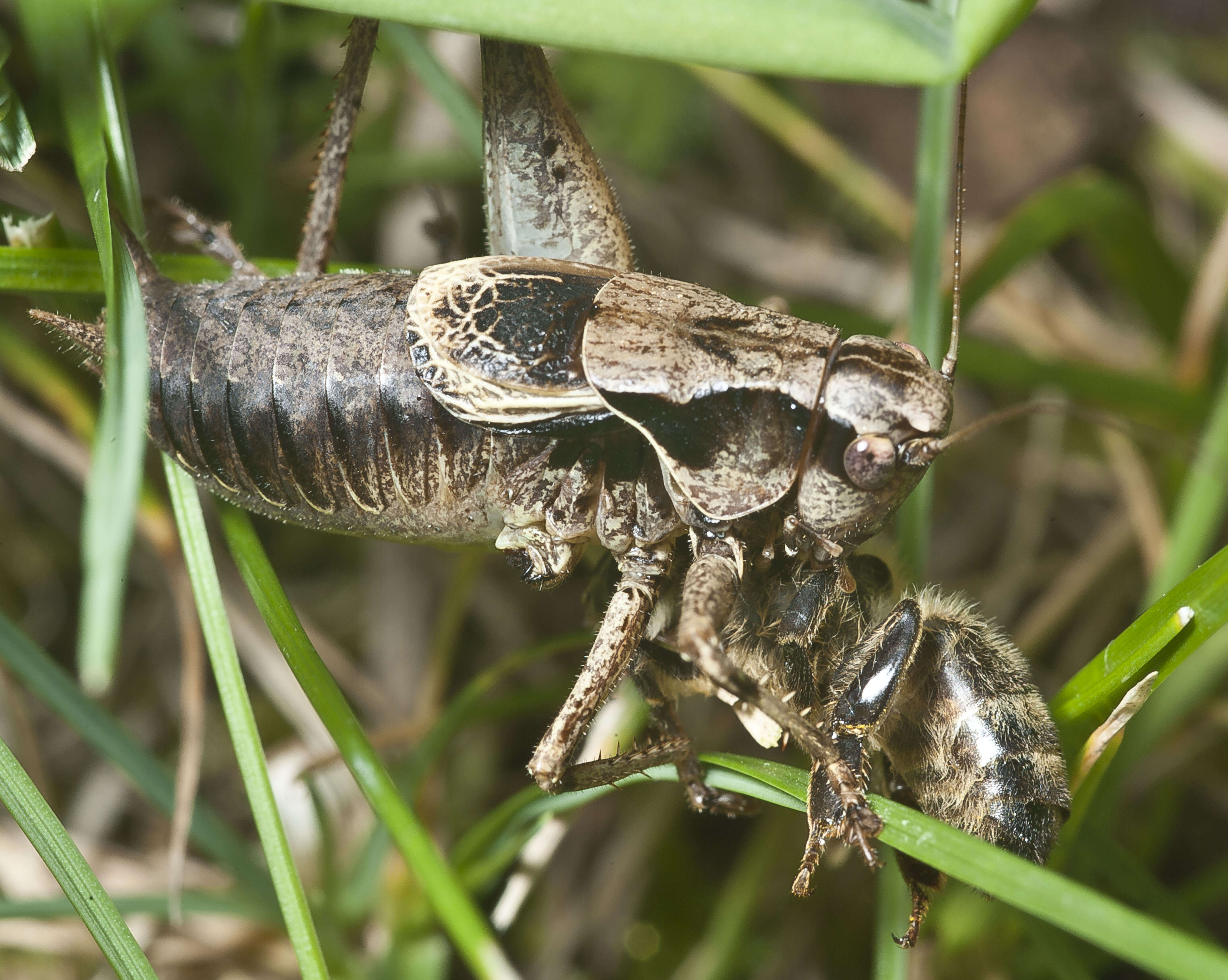 Image of dark bush-cricket