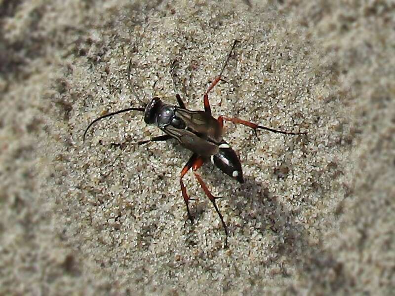 Episyron rufipes (Linnaeus 1758) resmi