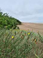 Image of Argentine evening primrose