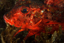 Image of Rock Gurnard