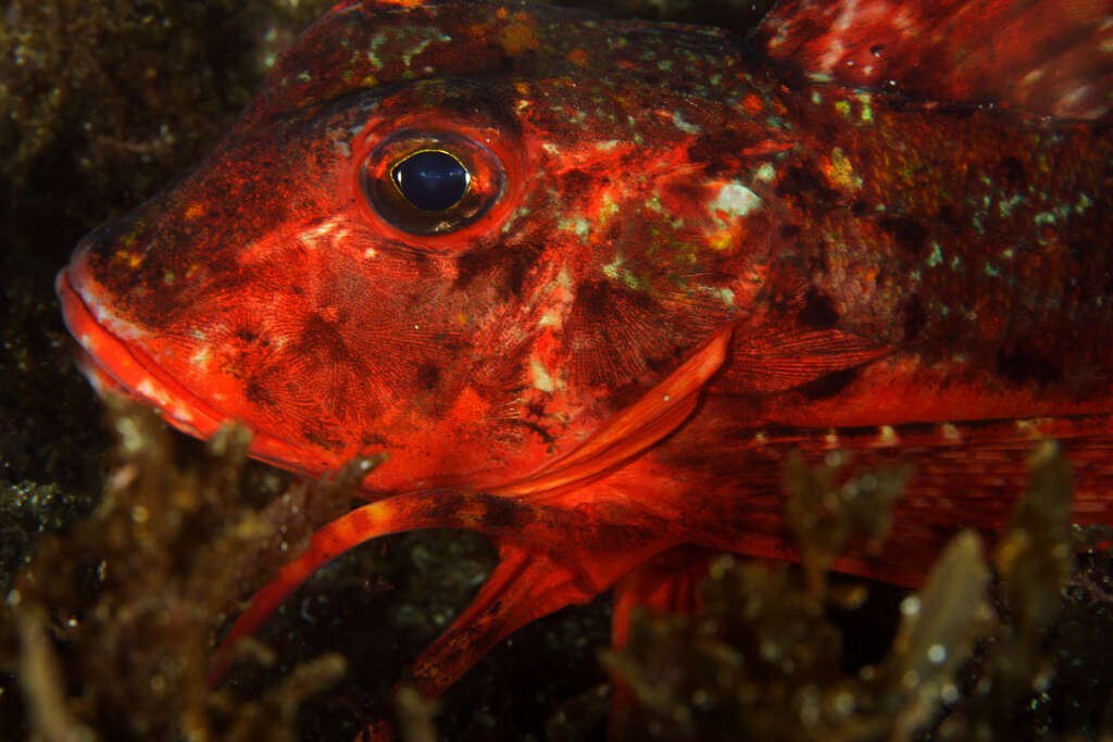 Image of Rock Gurnard