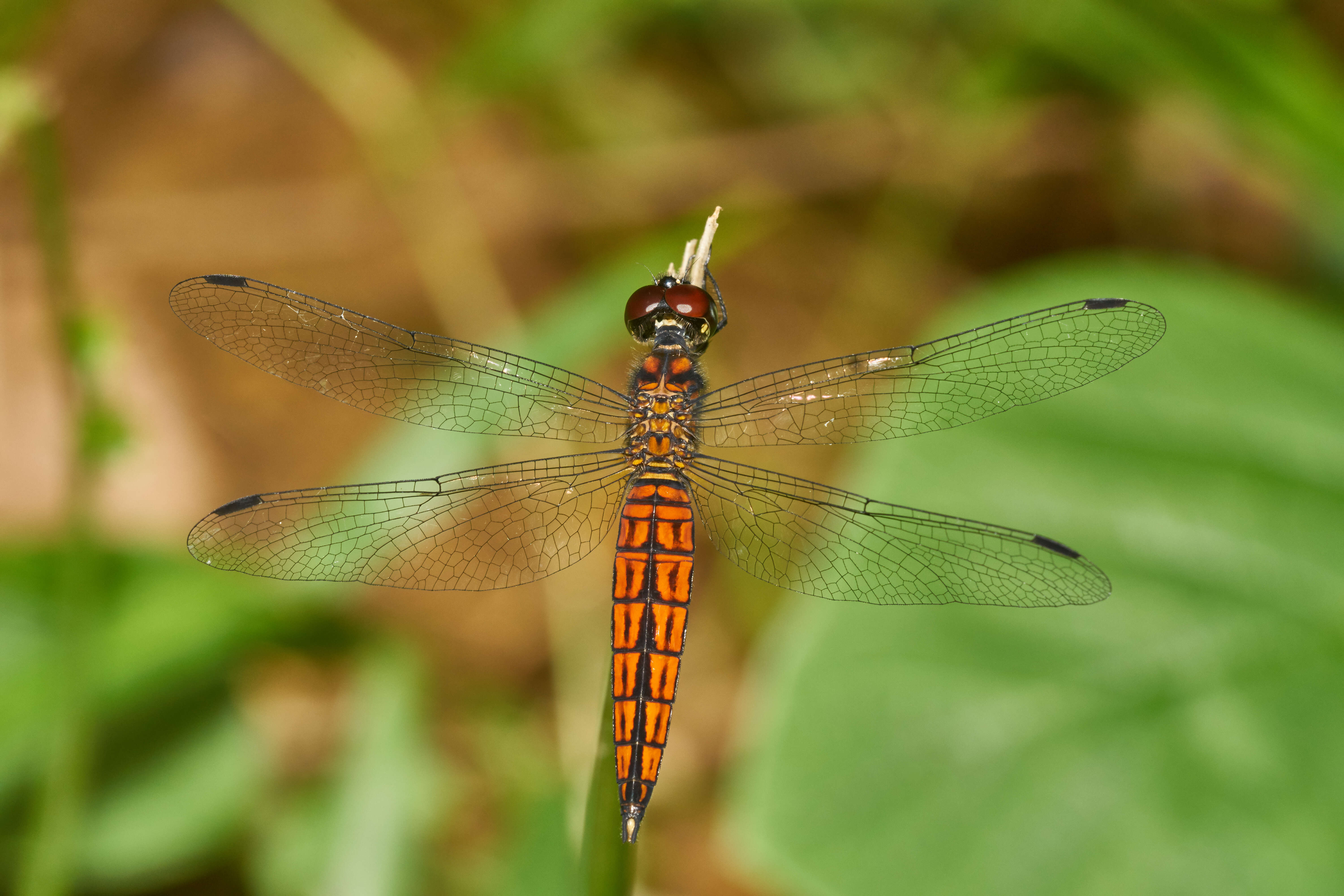 Image of little bloodtail