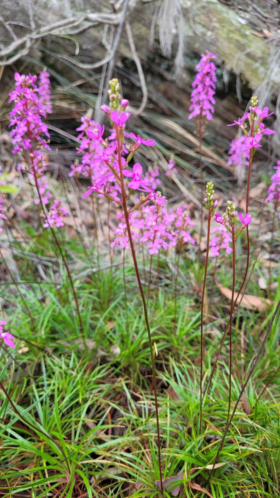 Image de Stylidium productum M. M. Hindmarsh & D. F. Blaxell