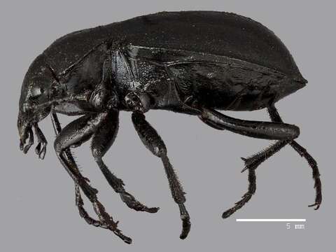 صورة Calosoma (Blaptosoma) haydeni G. Horn 1870