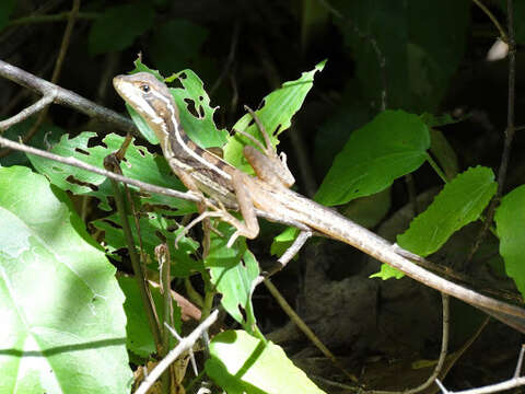 Image of Brown Basilisk