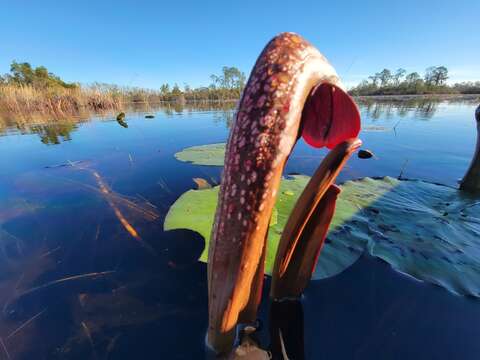 Image of Sarracenia minor var. okefenokeensis D. E. Schnell