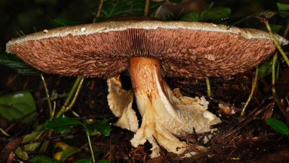 Image of Agaricus augustus Fr. 1838