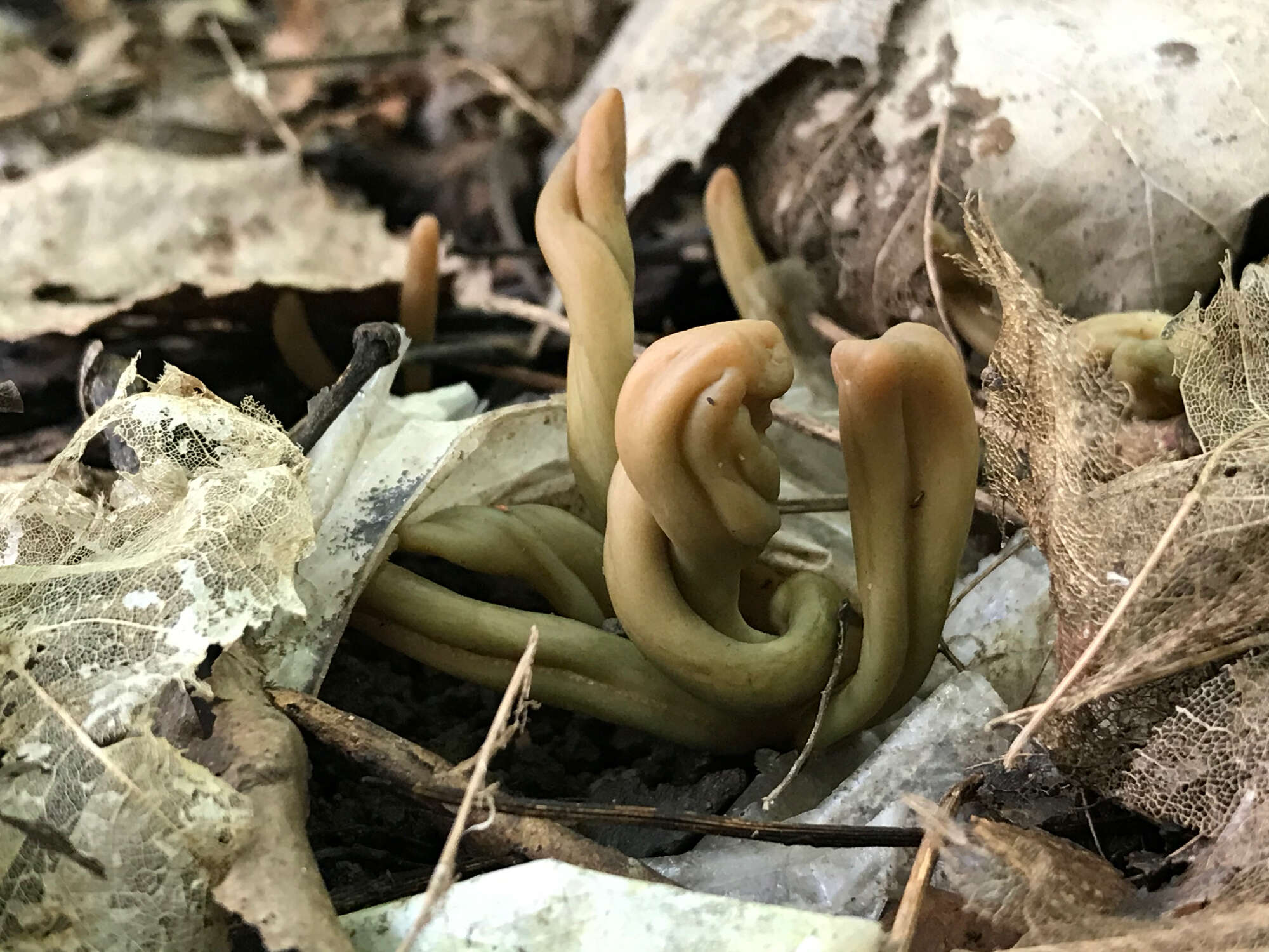 Image of Olive earthtongue