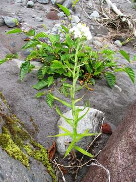 Imagem de Anaphalis margaritacea (L.) Benth.